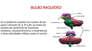BULBO RAQUIDEO
En el podemos localizar los nucleos de los
pares craneales IX, X, XI y XII, asi como los
centros de control de las funciones
cardiacas, vasoconstrictoras y respiratorias
y otras actividades reflejas como el vomito.
 