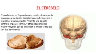 EL CEREBELO
El cerebelo es un órgano impar y medio, situado en la
fosa craneal posterior, dorsal al tronco del encéfalo e
inferior al lóbulo occipital. Presenta una porción
central e impar, el vermis, y otras dos porciones
mucho mayores que se extienden a ambos lados que
son los hemisferios.
 