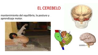 EL CEREBELO
mantenimiento del equilibrio, la postura y
aprendizaje motor.
 