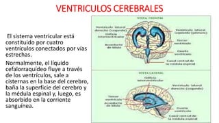 VENTRICULOS CEREBRALES
El sistema ventricular está
constituido por cuatro
ventrículos conectados por vías
estrechas.
Normalmente, el líquido
cefalorraquídeo fluye a través
de los ventrículos, sale a
cisternas en la base del cerebro,
baña la superficie del cerebro y
la médula espinal y, luego, es
absorbido en la corriente
sanguínea.
 