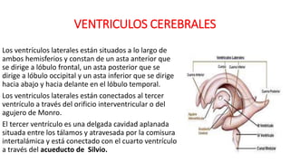 VENTRICULOS CEREBRALES
Los ventrículos laterales están situados a lo largo de
ambos hemisferios y constan de un asta anterior que
se dirige a lóbulo frontal, un asta posterior que se
dirige a lóbulo occipital y un asta inferior que se dirige
hacia abajo y hacia delante en el lóbulo temporal.
Los ventriculos laterales están conectados al tercer
ventrículo a través del orificio interventricular o del
agujero de Monro.
El tercer ventrículo es una delgada cavidad aplanada
situada entre los tálamos y atravesada por la comisura
intertalámica y está conectado con el cuarto ventrículo
a través del acueducto de Silvio.
 