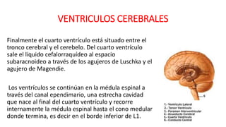 VENTRICULOS CEREBRALES
Finalmente el cuarto ventrículo está situado entre el
tronco cerebral y el cerebelo. Del cuarto ventrículo
sale el líquido cefalorraquídeo al espacio
subaracnoideo a través de los agujeros de Luschka y el
agujero de Magendie.
Los ventrículos se continúan en la médula espinal a
través del canal ependimario, una estrecha cavidad
que nace al final del cuarto ventrículo y recorre
internamente la médula espinal hasta el cono medular
donde termina, es decir en el borde inferior de L1.
 