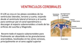 VENTRICULOS CEREBRALES
El LCR se crea en los plexos coroideos de los
ventrículos laterales, tercero y cuarto, viajando
desde el ventrículo lateral al tercero y al cuarto
para continuar por el canal ependimario o
descargar al espacio subaracnoideo a través de los
orificios de Luschka y Magendie.
Recorre todo el espacio subaracnoideo para
finalmente ser absorbido en las granulaciones
aracnoideas, localizadas en los senos venosos,
principalmente en el seno sagital superior
 