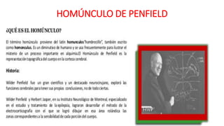 HOMÚNCULO DE PENFIELD
 