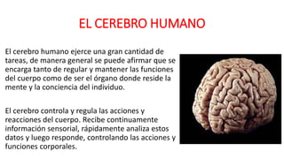 EL CEREBRO HUMANO
El cerebro humano ejerce una gran cantidad de
tareas, de manera general se puede afirmar que se
encarga tanto de regular y mantener las funciones
del cuerpo como de ser el órgano donde reside la
mente y la conciencia del individuo.
El cerebro controla y regula las acciones y
reacciones del cuerpo. Recibe continuamente
información sensorial, rápidamente analiza estos
datos y luego responde, controlando las acciones y
funciones corporales.
 