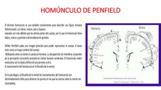 HOMÚNCULO DE PENFIELD
 