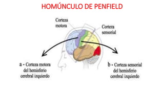 HOMÚNCULO DE PENFIELD
 