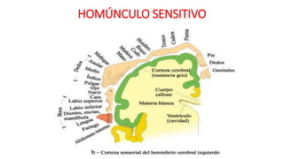 HOMÚNCULO SENSITIVO
 