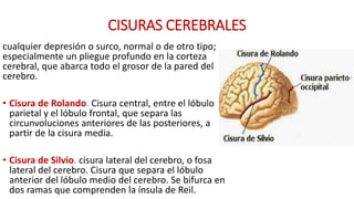 CISURAS CEREBRALES
cualquier depresión o surco, normal o de otro tipo;
especialmente un pliegue profundo en la corteza
cerebral, que abarca todo el grosor de la pared del
cerebro.
• Cisura de Rolando. Cisura central, entre el lóbulo
parietal y el lóbulo frontal, que separa las
circunvoluciones anteriores de las posteriores, a
partir de la cisura media.
• Cisura de Silvio. cisura lateral del cerebro, o fosa
lateral del cerebro. Cisura que separa el lóbulo
anterior del lóbulo medio del cerebro. Se bifurca en
dos ramas que comprenden la ínsula de Reil.
 