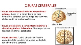 CISURAS CEREBRALES
• Cisura parietooccipital o cisura perpendicular
externa. Surco en la cara interna de cada
hemisferio cerebral, que se dirige hacia arriba y
atrás a partir de la cisura calcarina.
• Cisura intercerebral o surco interhemisférico o
cisura longitudinal del cerebro. Cisura que separa
los dos hemisferios cerebrales.
• Cisura calcarina. Cisura ubicada en la zona
posterior de la cara interna (o cara medial) de
cada hemisferio cerebral
 