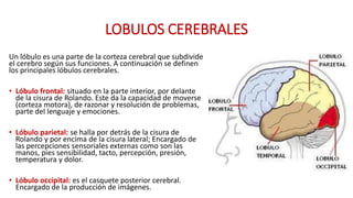 LOBULOS CEREBRALES
Un lóbulo es una parte de la corteza cerebral que subdivide
el cerebro según sus funciones. A continuación se definen
los principales lóbulos cerebrales.
• Lóbulo frontal: situado en la parte interior, por delante
de la cisura de Rolando. Este da la capacidad de moverse
(corteza motora), de razonar y resolución de problemas,
parte del lenguaje y emociones.
• Lóbulo parietal: se halla por detrás de la cisura de
Rolando y por encima de la cisura lateral; Encargado de
las percepciones sensoriales externas como son las
manos, pies sensibilidad, tacto, percepción, presión,
temperatura y dolor.
• Lóbulo occipital: es el casquete posterior cerebral.
Encargado de la producción de imágenes.
 