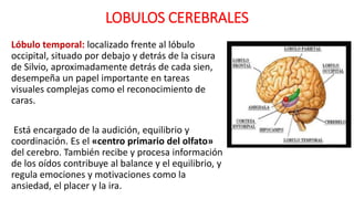 LOBULOS CEREBRALES
Lóbulo temporal: localizado frente al lóbulo
occipital, situado por debajo y detrás de la cisura
de Silvio, aproximadamente detrás de cada sien,
desempeña un papel importante en tareas
visuales complejas como el reconocimiento de
caras.
Está encargado de la audición, equilibrio y
coordinación. Es el «centro primario del olfato»
del cerebro. También recibe y procesa información
de los oídos contribuye al balance y el equilibrio, y
regula emociones y motivaciones como la
ansiedad, el placer y la ira.
 