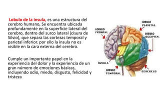 Lobulo de la insula, es una estructura del
cerebro humano, Se encuentra ubicada
profundamente en la superficie lateral del
cerebro, dentro del surco lateral (cisura de
Silvio), que separa las cortezas temporal y
parietal inferior. por ello la ínsula no es
visible en la cara externa del cerebro.
Cumple un importante papel en la
experiencia del dolor y la experiencia de un
gran número de emociones básicas,
incluyendo odio, miedo, disgusto, felicidad y
tristeza
 