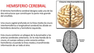 HEMISFERIO CEREBRAL
El término hemisferio cerebral designa cada una de las
dos estructuras que constituyen la parte más grande
del encéfalo.
Una cisura sagital profunda en la línea media (la cisura
interhemisférica o longitudinal cerebral) los divide en
hemisferio derecho y hemisferio izquierdo.
Esta cisura contiene un pliegue de la duramadre y las
arterias cerebrales anteriores. En lo más hondo de la
cisura, el cuerpo calloso y este conecta ambos
hemisferios cruzando la línea media y transfiriendo
información de un lado al otro.
 