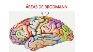 ÁREAS DE BRODMANN
 