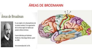 ÁREAS DE BRODMANN
 
