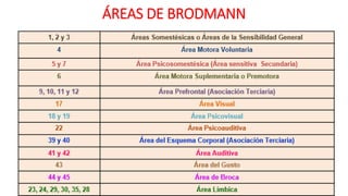 ÁREAS DE BRODMANN
 