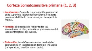 Corteza Somatosensitiva primaria (1, 2, 3)
• Localización: Ocupa la circunvolución poscentral
en la superficie lateral del hemisferio, y la parte
posterior del lóbulo paracentral, en la superficie
medial.
• Función: Se encarga de recibir todas las
sensaciones táctiles, articulares y musculares del
lado contralateral del cuerpo.
• Disfunción: Los daños a esta área producirán
confusiones en la percepción táctil del individuo
(temperatura, presión, dolor, tacto).
 