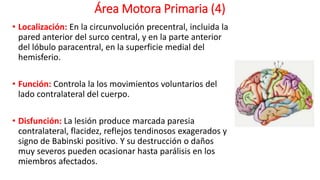 Área Motora Primaria (4)
• Localización: En la circunvolución precentral, incluida la
pared anterior del surco central, y en la parte anterior
del lóbulo paracentral, en la superficie medial del
hemisferio.
• Función: Controla la los movimientos voluntarios del
lado contralateral del cuerpo.
• Disfunción: La lesión produce marcada paresia
contralateral, flacidez, reflejos tendinosos exagerados y
signo de Babinski positivo. Y su destrucción o daños
muy severos pueden ocasionar hasta parálisis en los
miembros afectados.
 