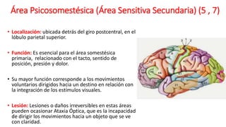 Área Psicosomestésica (Área Sensitiva Secundaria) (5 , 7)
• Localización: ubicada detrás del giro postcentral, en el
lóbulo parietal superior.
• Función: Es esencial para el área somestésica
primaria, relacionado con el tacto, sentido de
posición, presión y dolor.
• Su mayor función corresponde a los movimientos
voluntarios dirigidos hacia un destino en relación con
la integración de los estímulos visuales.
• Lesión: Lesiones o daños irreversibles en estas áreas
pueden ocasionar Ataxia Óptica, que es la incapacidad
de dirigir los movimientos hacia un objeto que se ve
con claridad.
 