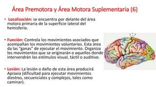 Área Premotora y Área Motora Suplementaria (6)
• Localización: se encuentra por delante del área
motora primaria de la superficie lateral del
hemisferio.
• Función: Controla los movimientos asociados que
acompañan los movimientos voluntarios. Esta área
da las “ganas” de ejecutar el movimiento. Organiza
los movimientos que se originarán o aquellos donde
intervendrán los estímulos visual, táctil o auditivo.
• Lesión: La lesión o daño de esta área producirá
Apraxia (dificultad para ejecutar movimientos
diestros, secuenciales y complejos, tales como
caminar).
 