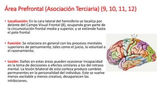 Área Prefrontal (Asociación Terciaria) (9, 10, 11, 12)
• Localización: En la cara lateral del hemisferio se localiza por
delante del Campo Visual Frontal (8), ocupando gran parte de
la circunvolución frontal media y superior, y se extiende hasta
el polo frontal
• Función: Se relaciona en general con los procesos mentales
superiores de pensamiento, tales como el juicio, la voluntad o
el razonamiento.
• Lesión: Daños en estas áreas pueden ocasionar incapacidad
en la toma de decisiones o efectos similares a los del retraso
mental. La lesión bilateral de esta corteza produce cambios
permanentes en la personalidad del individuo. Este se vuelve
menos excitable y menos creativo, desaparecen las
inhibiciones.
 