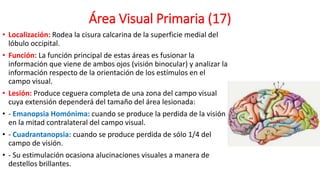 Área Visual Primaria (17)
• Localización: Rodea la cisura calcarina de la superficie medial del
lóbulo occipital.
• Función: La función principal de estas áreas es fusionar la
información que viene de ambos ojos (visión binocular) y analizar la
información respecto de la orientación de los estímulos en el
campo visual.
• Lesión: Produce ceguera completa de una zona del campo visual
cuya extensión dependerá del tamaño del área lesionada:
• - Emanopsia Homónima: cuando se produce la perdida de la visión
en la mitad contralateral del campo visual.
• - Cuadrantanopsia: cuando se produce perdida de sólo 1/4 del
campo de visión.
• - Su estimulación ocasiona alucinaciones visuales a manera de
destellos brillantes.
 