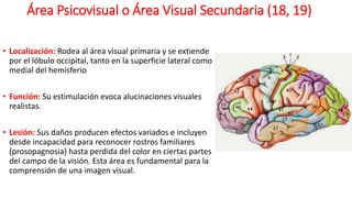 Área Psicovisual o Área Visual Secundaria (18, 19)
• Localización: Rodea al área visual primaria y se extiende
por el lóbulo occipital, tanto en la superficie lateral como
medial del hemisferio
• Función: Su estimulación evoca alucinaciones visuales
realistas.
• Lesión: Sus daños producen efectos variados e incluyen
desde incapacidad para reconocer rostros familiares
(prosopagnosia) hasta perdida del color en ciertas partes
del campo de la visión. Esta área es fundamental para la
comprensión de una imagen visual.
 
