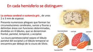 En cada hemisferio se distinguen:
La corteza cerebral o sustancia gris , de unos
2 o 3 mm de espesor.
Presenta numerosos pliegues que forman las
circunvoluciones cerebrales, surcos y fisuras y
delimitan áreas con funciones determinadas,
divididas en 4 lóbulos, que se denominan
frontal, parietal, temporal, y occipital.
La cisura parietooccipital separa el lóbulo
parietal del occipital y el lóbulo temporal se
encuentra por debajo de la cisura de Silvio.
 