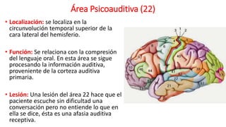 Área Psicoauditiva (22)
• Localización: se localiza en la
circunvolución temporal superior de la
cara lateral del hemisferio.
• Función: Se relaciona con la compresión
del lenguaje oral. En esta área se sigue
procesando la información auditiva,
proveniente de la corteza auditiva
primaria.
• Lesión: Una lesión del área 22 hace que el
paciente escuche sin dificultad una
conversación pero no entiende lo que en
ella se dice, ésta es una afasia auditiva
receptiva.
 