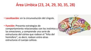 Área Límbica (23, 24, 29, 30, 35, 28)
• Localización: en la circunvolución del cíngulo.
• Función: Presenta estrategias de
comportamiento relacionadas con los instintos y
las emociones, y comprende una serie de
estructuras del córtex que rodean el "hilio del
hemisfero", es decir, rodean entre otras
estructuras el cuerpo calloso.
 