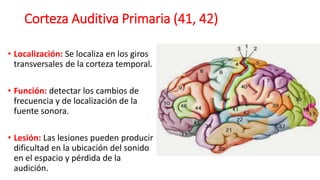 Corteza Auditiva Primaria (41, 42)
• Localización: Se localiza en los giros
transversales de la corteza temporal.
• Función: detectar los cambios de
frecuencia y de localización de la
fuente sonora.
• Lesión: Las lesiones pueden producir
dificultad en la ubicación del sonido
en el espacio y pérdida de la
audición.
 