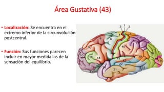 Área Gustativa (43)
• Localización: Se encuentra en el
extremo inferior de la circunvolución
postcentral.
• Función: Sus funciones parecen
incluir en mayor medida las de la
sensación del equilibrio.
 