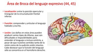 Área de Broca del lenguaje expresivo (44, 45)
• Localización: entre la porción opercular y
triangular de la circunvolución frontal
inferior.
• Función: comprender y articular el lenguaje
hablado y escrito.
• Lesión: Los daños en estas área pueden
producir varios tipos de Afasias, que son
dificultades e imposibilidades para
entender el lenguaje o incluso emitirlo, a
pesar de que nuestros sentidos tanto de la
visión como de la audición estén intactos.
Cabe destacar que la función del lenguaje
sólo se concentra en el hemisferio derecho.
 