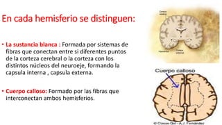 En cada hemisferio se distinguen:
• La sustancia blanca : Formada por sistemas de
fibras que conectan entre si diferentes puntos
de la corteza cerebral o la corteza con los
distintos núcleos del neuroeje, formando la
capsula interna , capsula externa.
• Cuerpo calloso: Formado por las fibras que
interconectan ambos hemisferios.
 