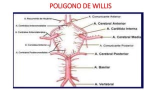 POLIGONO DE WILLIS
 
