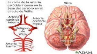 Anatomía del Cerebro 