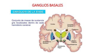 GANGLIOS BASALES
 