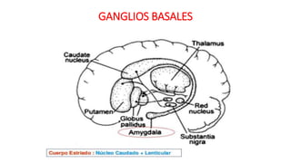 GANGLIOS BASALES
 