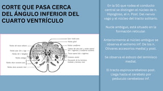 CORTE QUE PASA CERCA
DEL ÁNGULO INFERIOR DEL
CUARTO VENTRÍCULO
En la SG que rodea el conducto
central se distingen el núcleo de n.
Hipogloso, el n. Post. Del nervio
vago y el núcleo del tracto solitario.
Nucle ambiguo, está situado en la
formación reticular.
Anteriormente al núcleo ambiguo se
observa el extremo inf. De los n.
Olivares accesorios medial y post.
Se observa el esbozo del leminisco
medial.
El tracto espinocerebeloso post.
Llega hasta el cerebelo por
peduculo cerebeloso inf.
 
