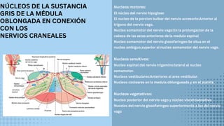 NÚCLEOS DE LA SUSTANCIA
GRIS DE LA MÉDULA
OBLONGADA EN CONEXIÓN
CON LOS
NERVIOS CRANEALES
Nucleos motores:
El núcleo del nervio hipogloso
El nucleo de la porcion bulbar del nervio accesorio:Anterior al
trigono del nervio vago.
Nucleo somamotor del nervio vago:En la prolongacion de la
cabeza de las astas anteriores de la medula espinal
Nucleo somamotor del nervio glosofaríngeo:Se situa en el
nucleo ambiguo,superior al nucleo somamotor del nervio vago.
Nucleos sensitivos:
Nucleo espinal del nervio trigemino:lateral al nucleo
somamotor.
Nucleos vestibulares:Anteriores al area vestibular.
Nucleos cocleares en la medula oblongueada y en el puente.
Nucleos vegetativos:
Nucleo posterior del nervio vago y núcleo viscerosensitivo
Nucelos del nervio glosofaríngeo superiormente a los del nervio
vago
 