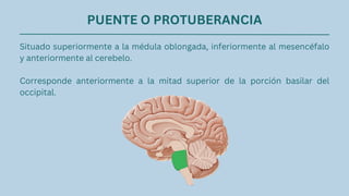 PUENTE O PROTUBERANCIA
Situado superiormente a la médula oblongada, inferiormente al mesencéfalo
y anteriormente al cerebelo.
Corresponde anteriormente a la mitad superior de la porción basilar del
occipital.
 