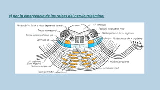 c) por la emergencia de las raíces del nervio trigémino:
 