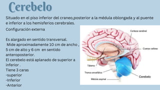 Cerebelo
Cerebelo
Situado en el piso inferior del craneo,posterior a la médula oblongada y al puente
e inferior a los hemisferios cerebrales.
Configuración externa
Es alargado en sentido transversal.
Mide aproximadamente 10 cm de ancho ,
5 cm de alto y 6 cm en sentido
anteroposterior.
El cerebelo está aplanado de superior a
inferior .
Tiene 3 caras
-superior
-Inferior
-Anterior
 