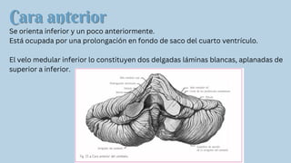 Cara anterior
Cara anterior
Se orienta inferior y un poco anteriormente.
Está ocupada por una prolongación en fondo de saco del cuarto ventrículo.
El velo medular inferior lo constituyen dos delgadas láminas blancas, aplanadas de
superior a inferior.
 