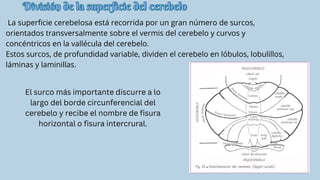 División de la superficie del cerebelo
División de la superficie del cerebelo
La superficie cerebelosa está recorrida por un gran número de surcos,
orientados transversalmente sobre el vermis del cerebelo y curvos y
concéntricos en la vallécula del cerebelo.
Estos surcos, de profundidad variable, dividen el cerebelo en lóbulos, lobulillos,
láminas y laminillas.
El surco más importante discurre a lo
largo del borde circunferencial del
cerebelo y recibe el nombre de fisura
horizontal o fisura intercrural.
 