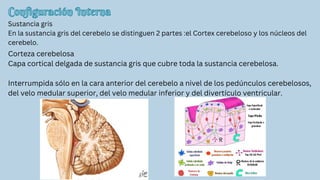 Configuración Interna
Configuración Interna
Sustancia gris
En la sustancia gris del cerebelo se distinguen 2 partes :el Cortex cerebeloso y los núcleos del
cerebelo.
Corteza cerebelosa
Capa cortical delgada de sustancia gris que cubre toda la sustancia cerebelosa.
Interrumpida sólo en la cara anterior del cerebelo a nivel de los pedúnculos cerebelosos,
del velo medular superior, del velo medular inferior y del divertículo ventricular.
 