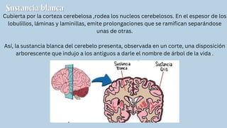 Sustancia blanca
Sustancia blanca
Cubierta por la corteza cerebelosa ,rodea los nucleos cerebelosos. En el espesor de los
lobulillos, láminas y laminillas, emite prolongaciones que se ramifican separándose
unas de otras.
Así, la sustancia blanca del cerebelo presenta, observada en un corte, una disposición
arborescente que indujo a los antiguos a darle el nombre de árbol de la vida .
 