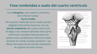 Fosa romboidea o suelo del cuarto ventrículo
Dos triángulos, uno superior pontino y
otro inferior bulbar.
De la parte media del surco medio parten
delgados filamentos blancos, son las
estrías medulares del cuarto ventrículo.
Al llegar a los recesos laterales del cuarto
ventrículo, bordean lateralmente los
pedúnculos cerebelosos inferiores hasta
alcanzar el núcleo coclear posterior. Las
fibras nerviosas de las estrías medulares
se originan en este núcleo.
Surco medio.
 