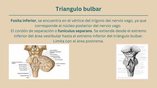 Triangulo bulbar
Fosita inferior, se encuentra en el vértice del trígono del nervio vago, ya que
corresponde al núcleo posterior del nervio vago.
El cordón de separación o funiculus separans. Se extiende desde el extremo
inferior del área vestibular hasta el extremo inferior del triángulo bulbar.
Limita con el área postrema.
 
